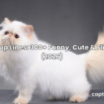 Cat Pickup Lines