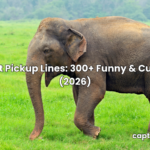 elephant pickup lines